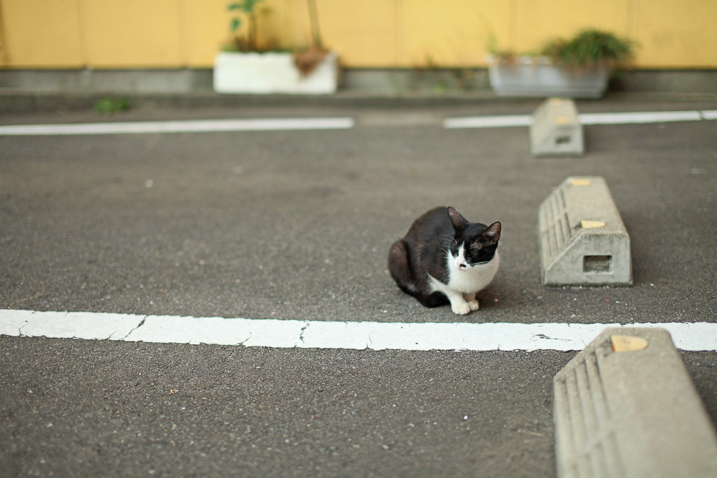 Some old parking kerbs on the ground for car parking management